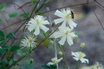 POWOJNIK PNĄCY CLEMATIS ,, PAUL FARGES"