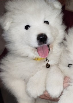 Samoyed piękna suczka 