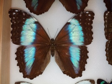 Morpho deidamia ssp. erica F