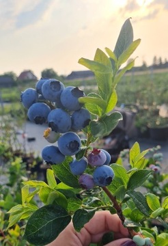 Borówka Amerykańska 2letnia Bluecrop Chandler inne