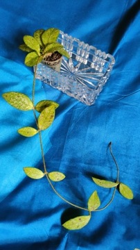 Hoya crassipetiolata splash rosnąca 