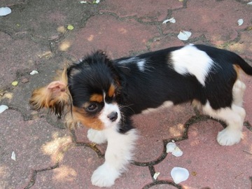 Cavalier King Charles Spaniel ZKwP - PIESEK