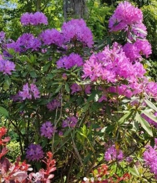 Rododendron różanecznik pontyjski sadzonka 80cm