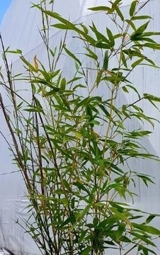 Trawa , Bambus mrozoodporny sadzonki