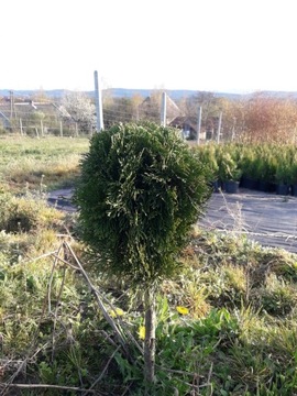 bonsai, tuja formowana