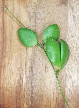 Hoya brevialata - cięta sadzonka 