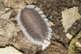 porcellio werneri