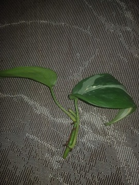 Philodendron Hederacum Rio cięta