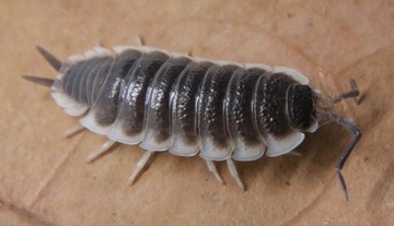 Porcellio sevilla