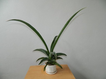 Sansevieria 'Adelia'