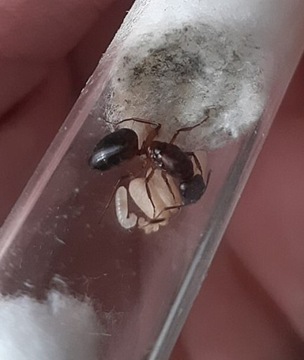 Camponotus pilicornis królowa