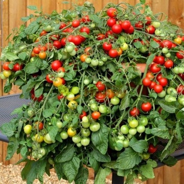 EKO Sadzonka pomidora BAJAJA -Nr 1 na każdy balkon