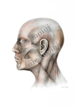 Plakat anatomiczny mięśnie twarzy profil 50x70