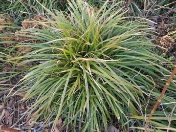 Turzyca Morrowa 'Irish Green' Carex morrowii