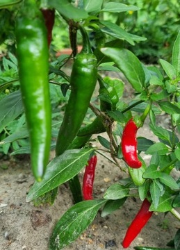 papryka Chili Cayenne nasiona kolekcjonerskie    