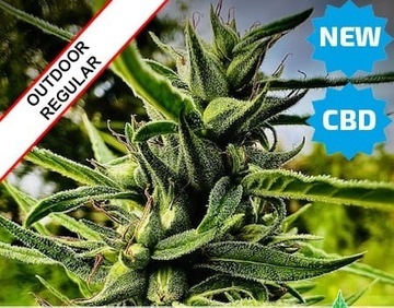 Nasiona CBD 30x kolekcjonerskie