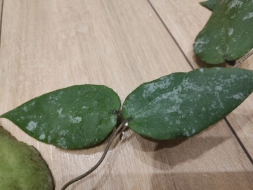 Hoya Caudata Big Green Leaves cięta sadzonka 