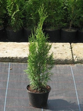 Thuja smaragd / tuja szmaragd, wysokość: 70cm