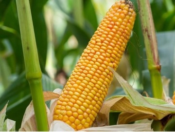 Nasiona kukurydzy SM WAWEL - na ziarno HIT