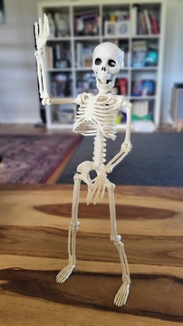 Szkielet człowieka 40cm, ruchome części.