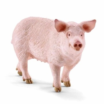 świnia tucznik z własnego chowu na ubój