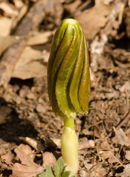 Stopkowiec/stopowiec (sadzonka) / Podophyllum