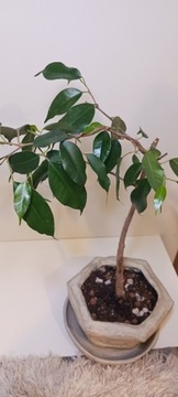 Fikus Benjamina zestaw cementowa doniczka bonsai 