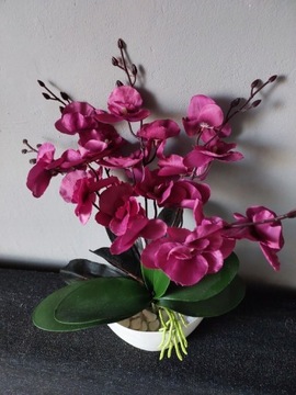 Nowy duży różowy storczyk Pięciopędowy orchidea