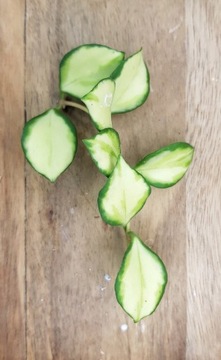 Hoya heuschkeliana variegata - cięta sadzonka