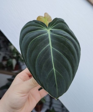 Philodendron melanochrysum filodendron