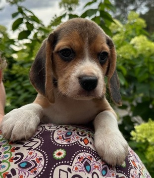 Beagle prześliczne szczenięta mniejsze w typie FCI