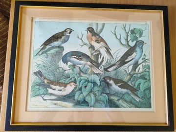 Ptaki plakat litografia stare vintage