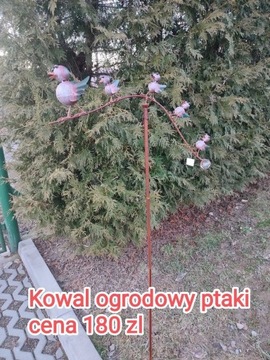 Kiwak ogrodowy ptaszki