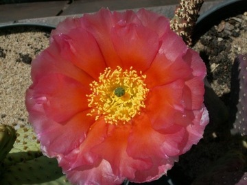 Opuntia X aurea 'Virgin River Rainbow' - 1 segment