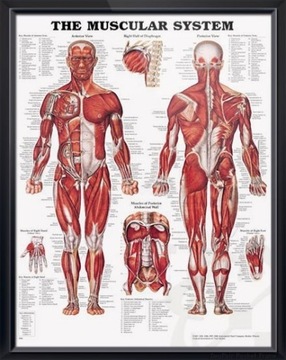 UKŁAD MIĘŚNIOWY - edukacyjny plakat anatomiczny