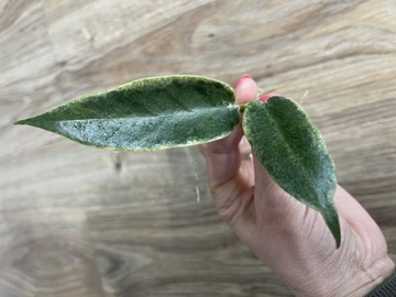 Hoya archboldiana variegata hoja
