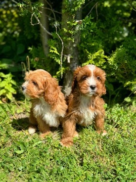 Cavapoo Pudel & Cavalier ciemny piesek Zapraszam !!