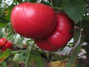 Brandywine Red - nasiona kolekcjonerskie pomidora