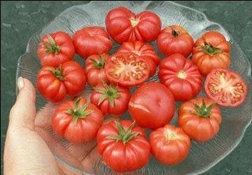 Kolekcjonerskie nasiona Pomidora  Trefle du Togo