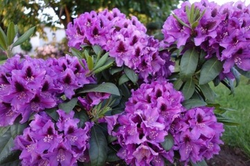 RÓŻANECZNIK 'Rasputin' | Rhododendron