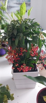 Ardisia kolumnata red,  i Skimmia Japonica 