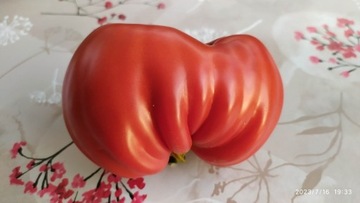 Pomidor Aurea 10 szt