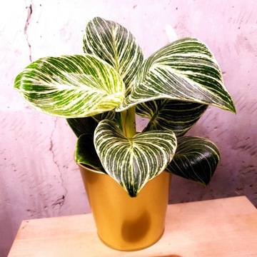 Filodendron birkin, philodendron, nie monstera