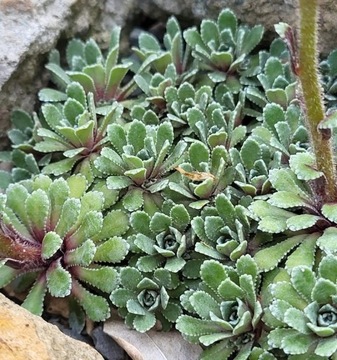 Skalnica obrzeżona/ Saxifraga marginata f purpurea
