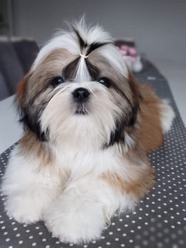 SHIH TZU - rodowodowe szczenięta