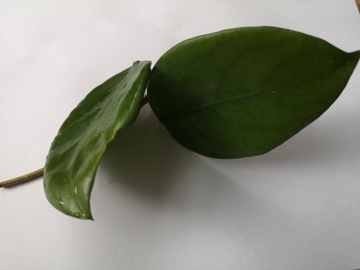 Hoya Arnotiana ukorzeniona