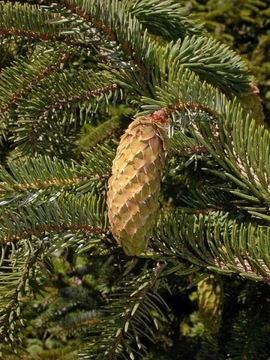 Świerk sitkajski 4 letni 50/70cm Prcea Sitchensis 