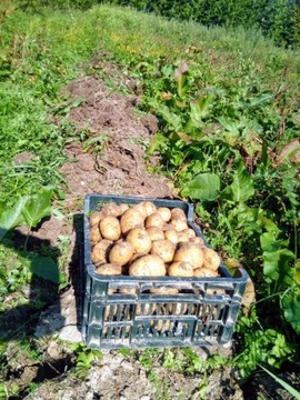 Świeże organiczne ziemniaczki i inne warzywa,nabia