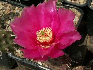 Opuntia 'Mini Dark Knight' - segment