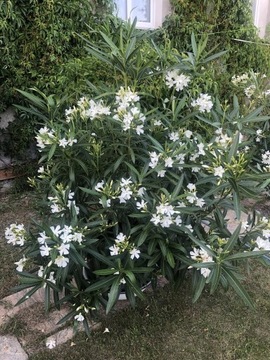 Oleander. biały 
